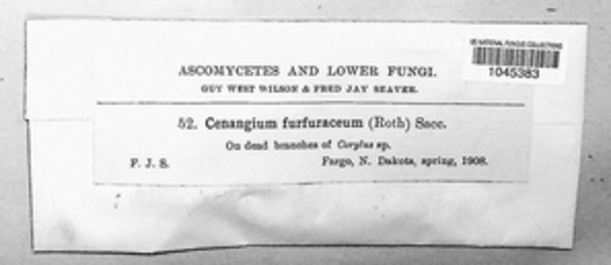 Encoelia furfuracea image